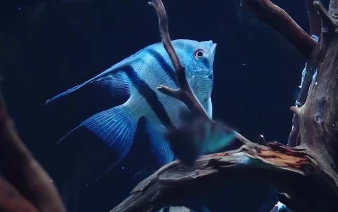 天使鱼会咬别的鱼吗？