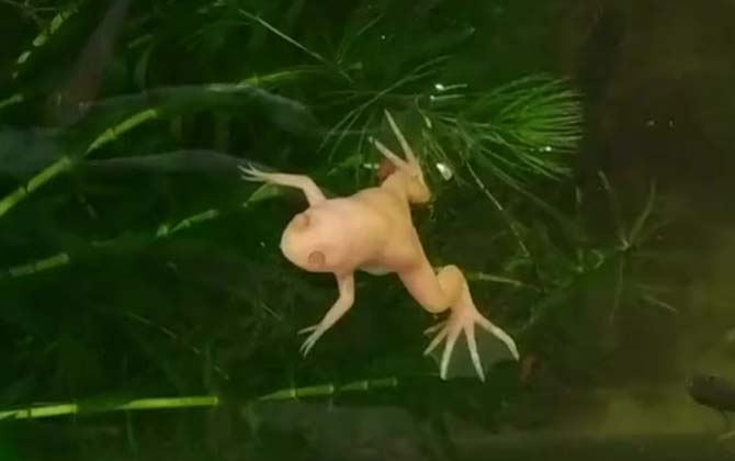 小金蛙