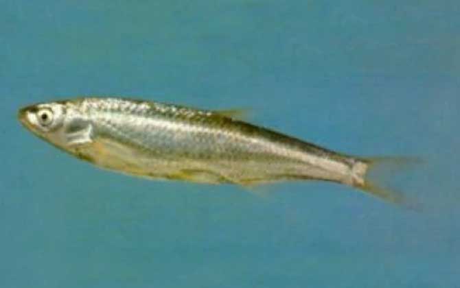 银飘鱼是什么鱼？