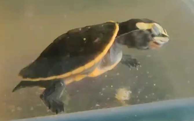 圆澳龟是最难养的龟吗？