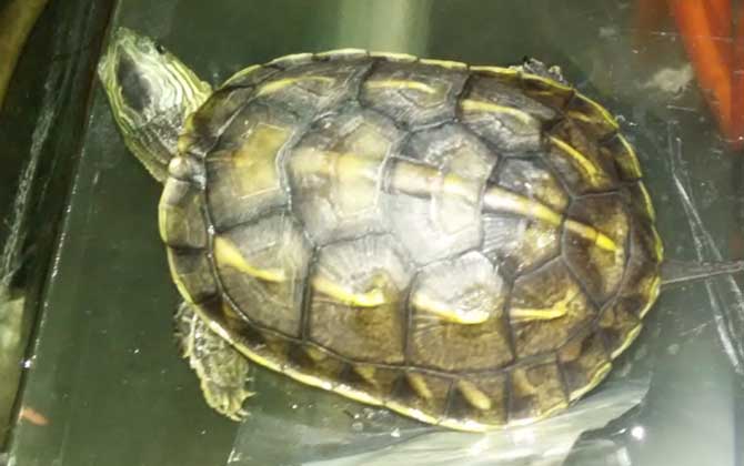 珍珠龟