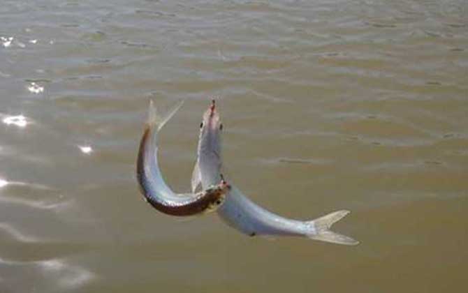 钓白条鱼的方法与技巧，像这样钓白条鱼，连竿到你不想钓！