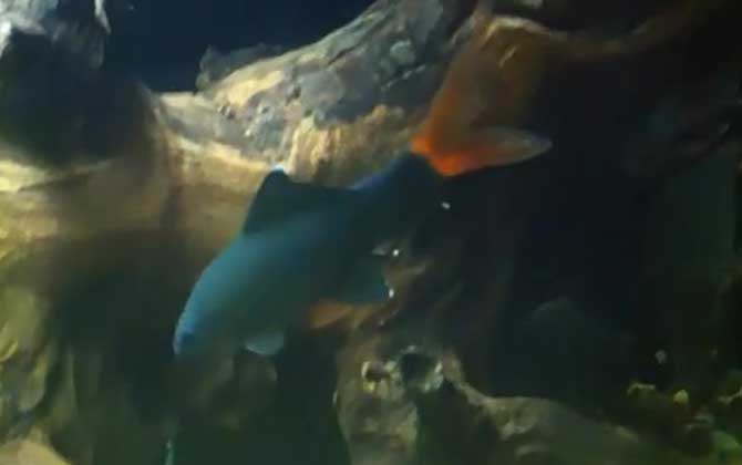 彩虹鲨