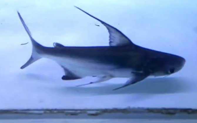 成吉思汗鲨是保护动物吗？