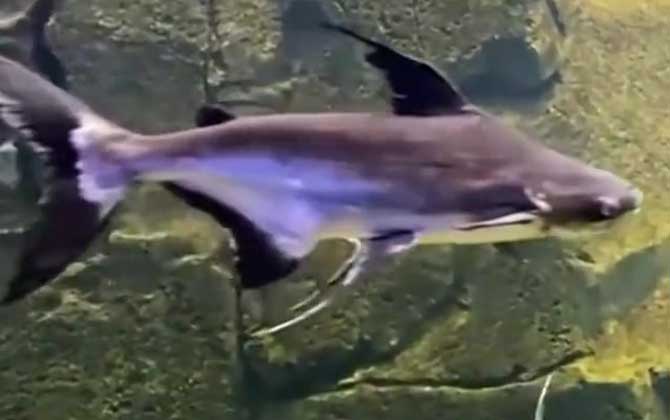 成吉思汗鲨