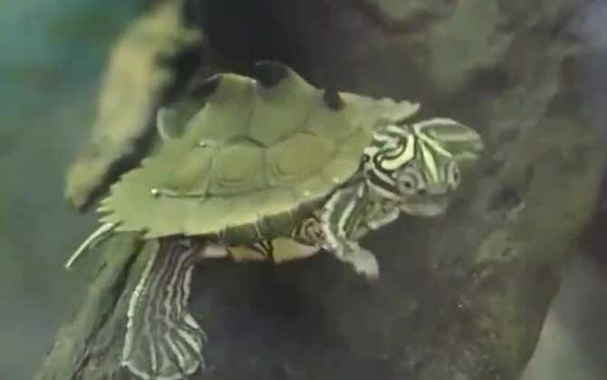 地图龟是深水龟吗？