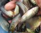 丁桂鱼可以自然繁殖吗？