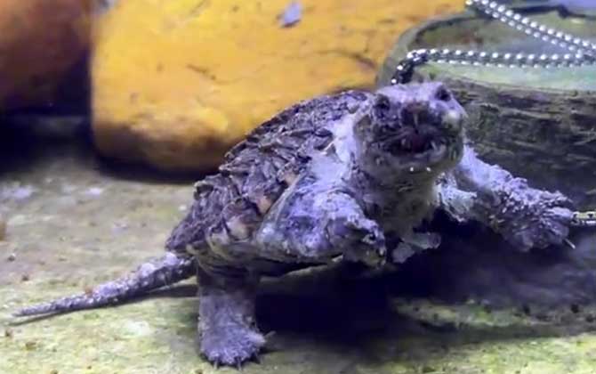 佛罗里达鳄龟