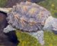 佛鳄龟寿命有多长？