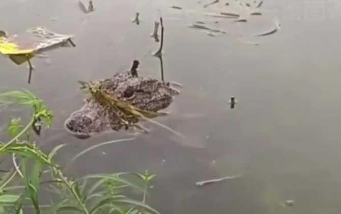 扬子鳄是最小的鳄鱼吗？