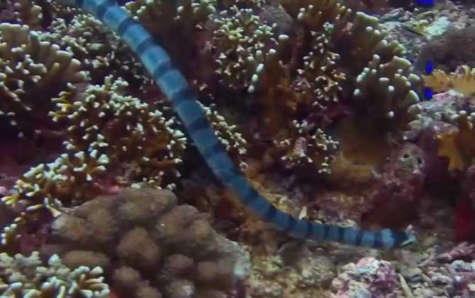 海蛇能在陆地上生活吗？