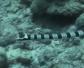 青环海蛇是什么动物？