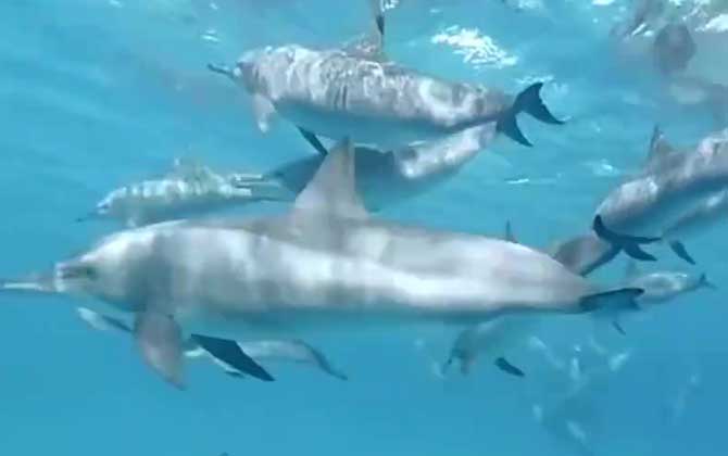 海豚的寿命一般多长？