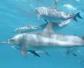 海豚的寿命一般多长？