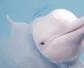 中华白海豚是鱼类吗？