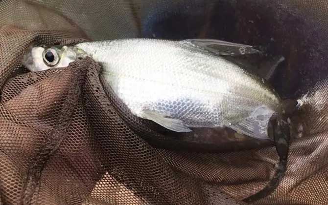 黑坑钓翘嘴钓底还是钓浮？