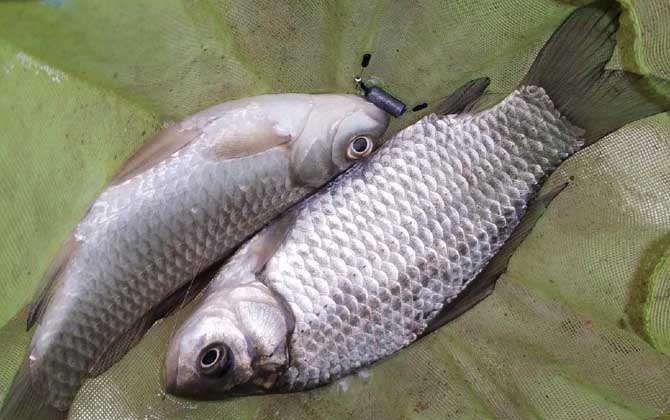 夏季钓鲫鱼钓深水还是浅水？