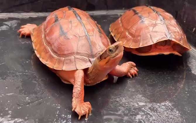 金钱龟和草龟的区别