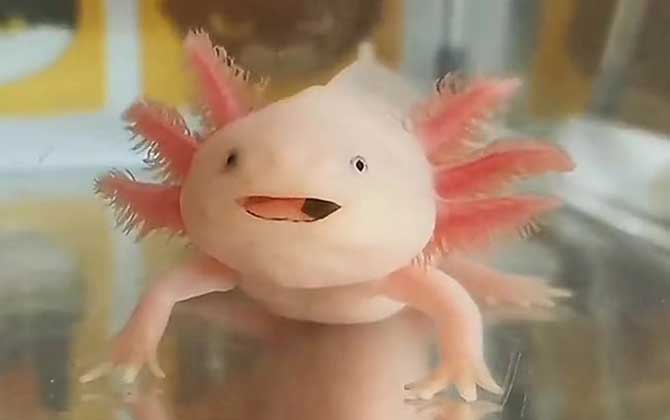 六角恐龙