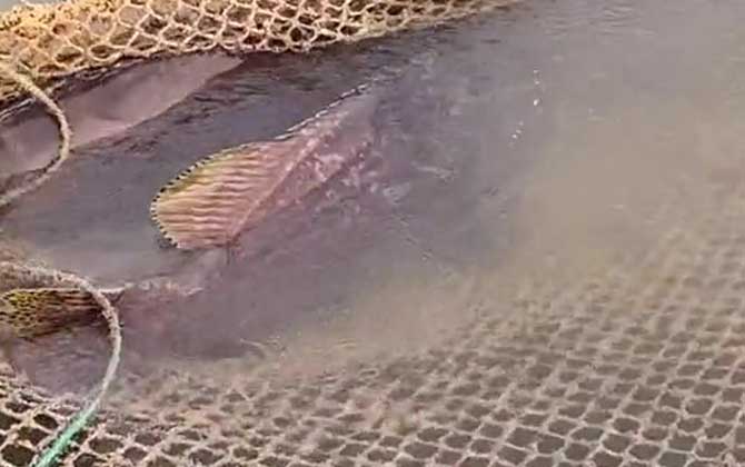 龙趸鱼