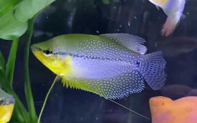 曼龙鱼可以和金鱼混养吗？