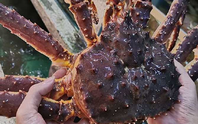 帝王蟹和松叶蟹的区别