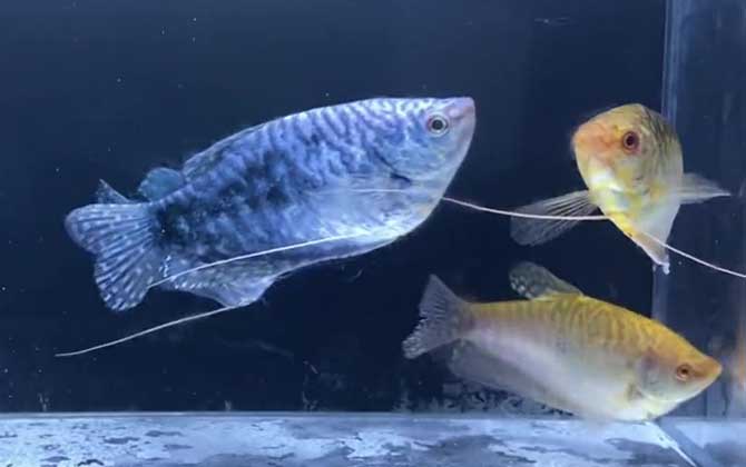 鱼缸水发黄的解决办法