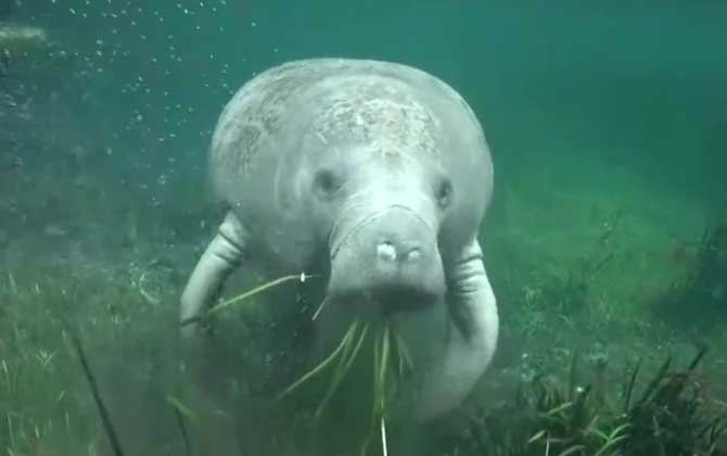 海牛是牛吗？