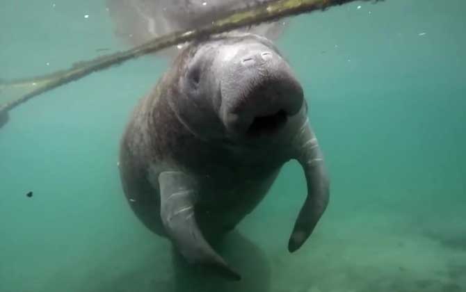 海牛