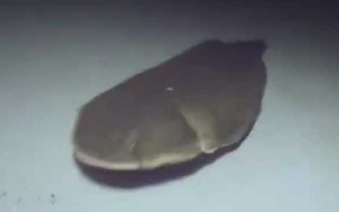 龙利鱼