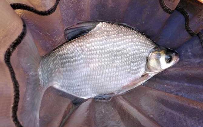夏季钓鱼钓远还是钓近？掌握这些“诀窍”，让你少走很多弯路！
