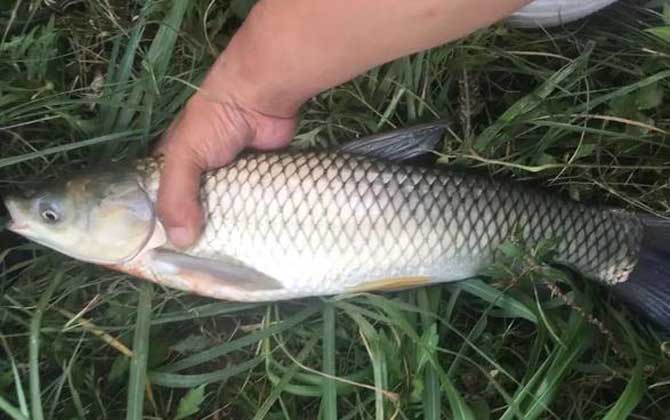 夏季钓鱼