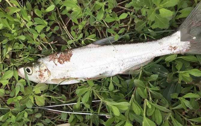 夏季钓鱼
