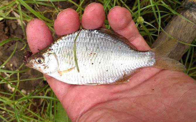 鳑鲏能长多大？常见个体一般5～8厘米，最大个体可达16厘米！