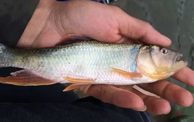 马口鱼是什么鱼？重要的经济鱼种，因口部形状似马嘴巴得名！