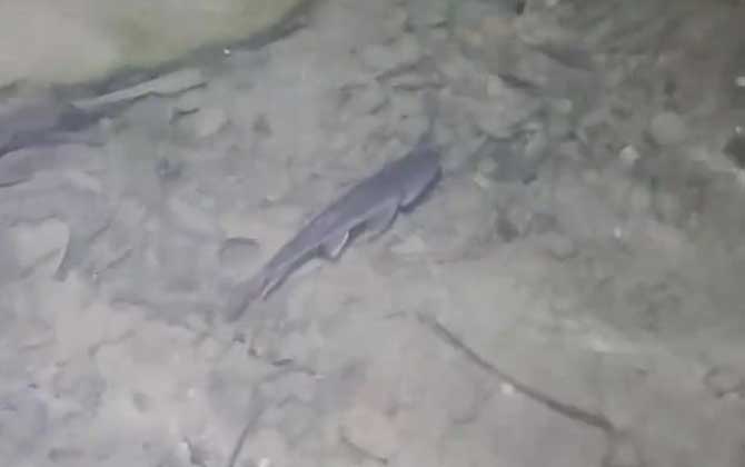 马口鱼