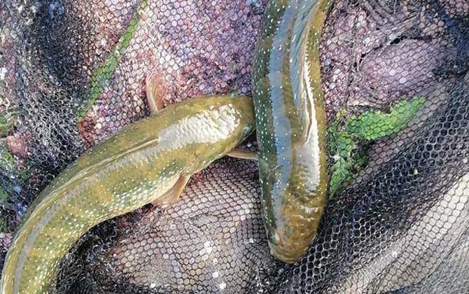 七星鱼吃什么食物？肉食性，主要以鱼类、水生昆虫等为食！
