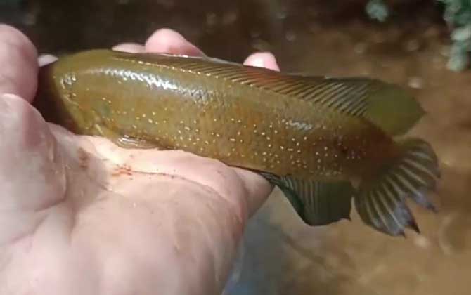 七星鱼能长多大？常见个体100～250克，最大个体可达500克！