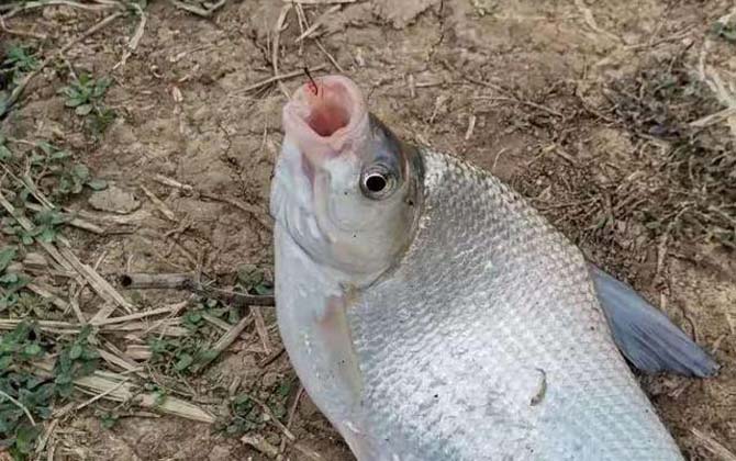 水库钓鱼