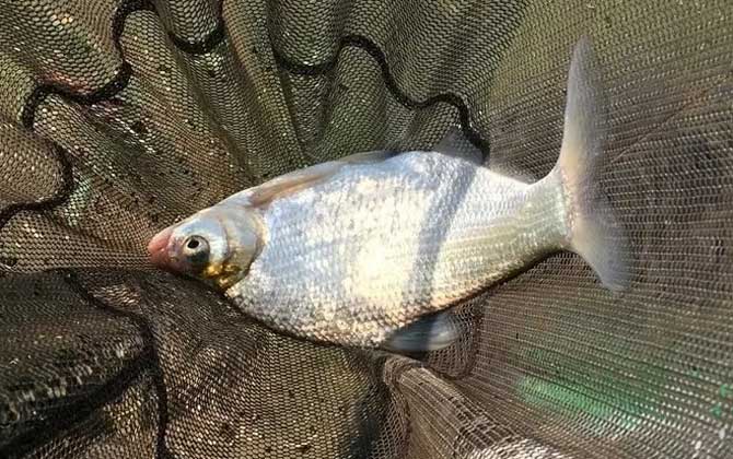 水库钓鱼小鱼闹窝怎么办？6大绝招轻松就能化解，连竿上大鱼！