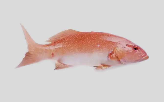豹纹鳃棘鲈