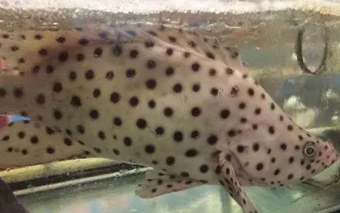 石斑鱼