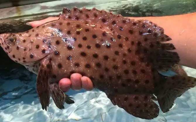 石斑鱼是海鱼还是河鱼？石斑鱼是海洋鱼类，分布于热带海洋中！