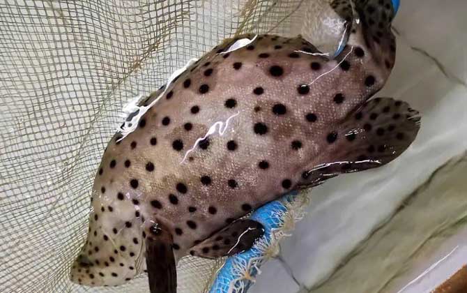 石斑鱼吃什么食物？肉食性，主要以鱼类、甲壳类、软体类等为食！