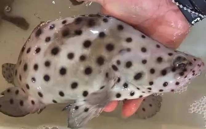 石斑鱼有毒吗？大部分石斑鱼无毒，少数石斑鱼体内有雪卡毒素！