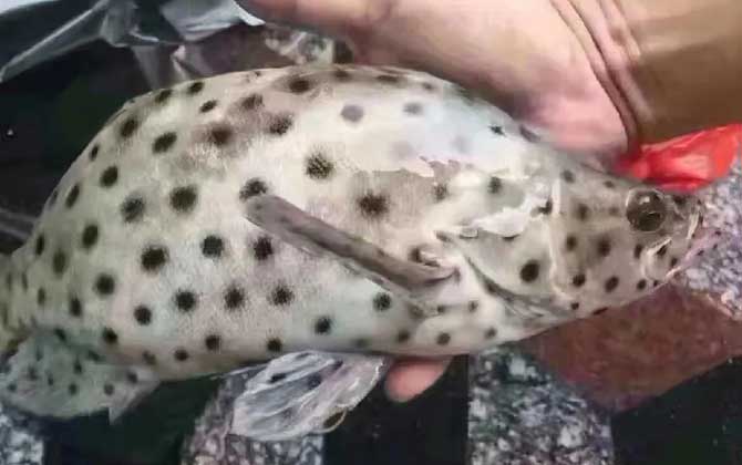 石斑鱼
