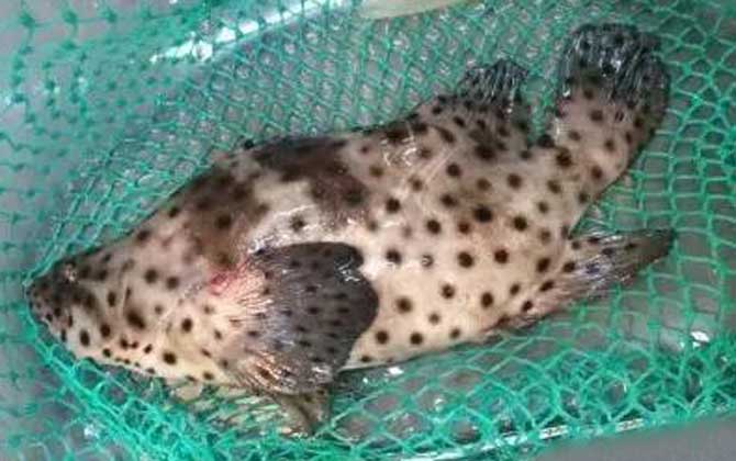 钓石斑鱼的最佳时间，一年四季都能钓，尤以6～11月最好钓！