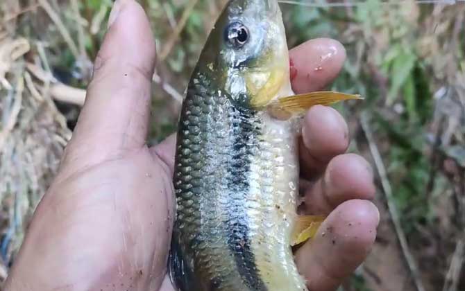 溪石斑鱼