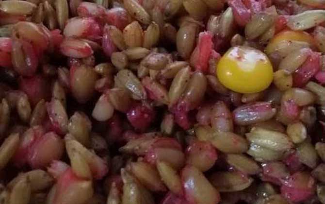 自制饵料