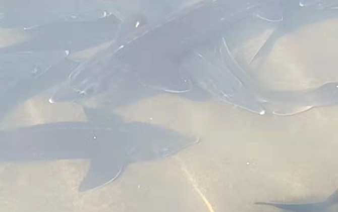 鲟鱼